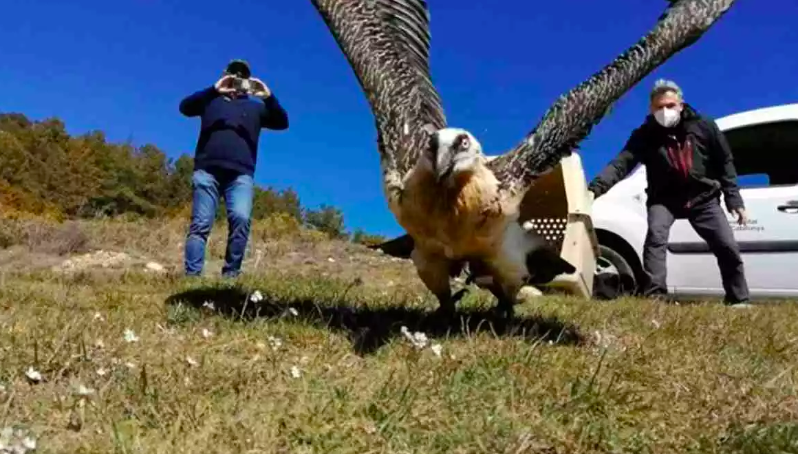 El trencalòs liberado a los Puertos este mes de marco̧