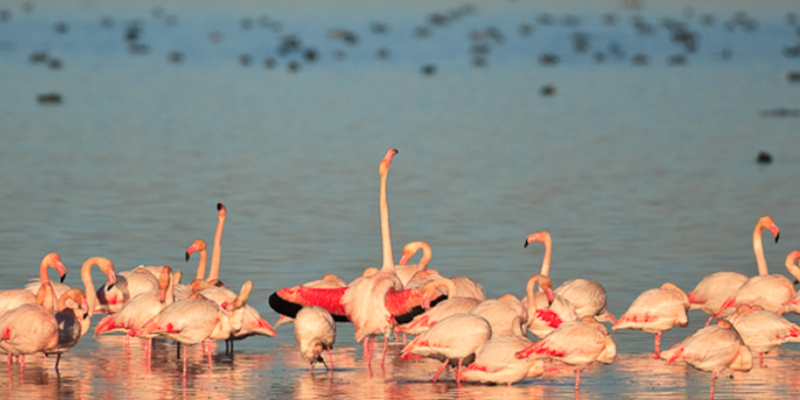 Delta de l'Ebre