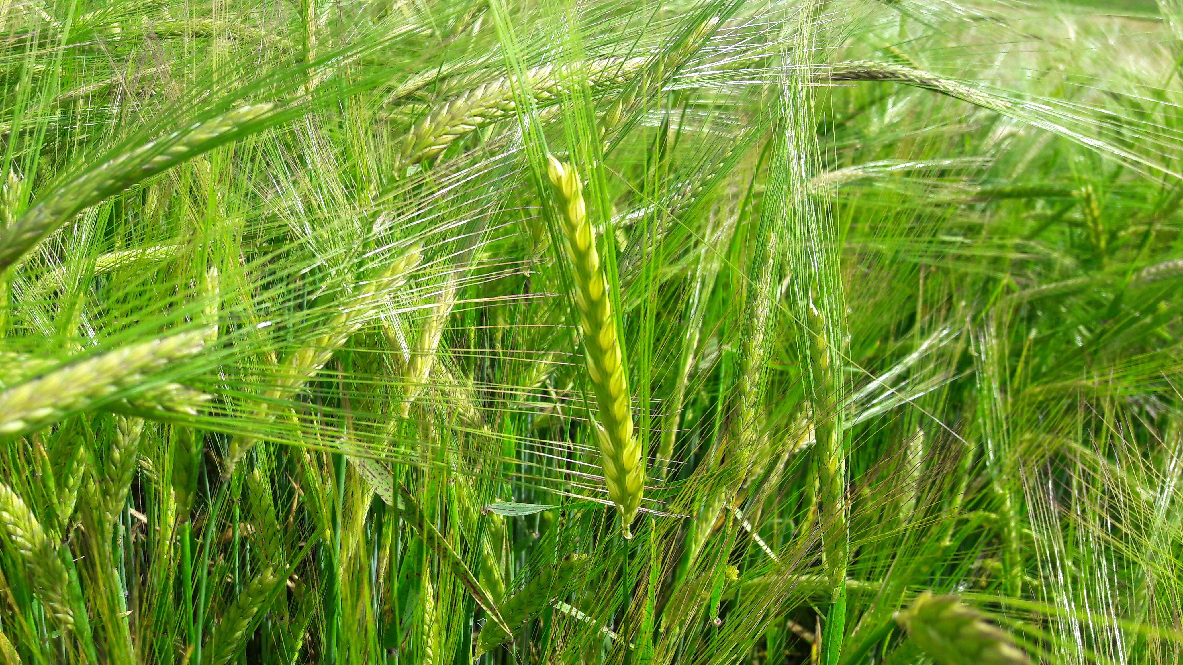 El temps de l'abril marca els camps