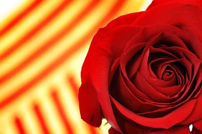 Per Sant Jordi es regalen roses a qui estimes