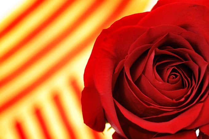 Per Sant Jordi es regalen roses a qui estimes Per Sant Jordi es regalen roses a qui estimes