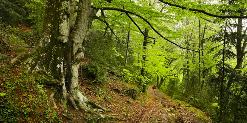 Bosc de la Grevolosa