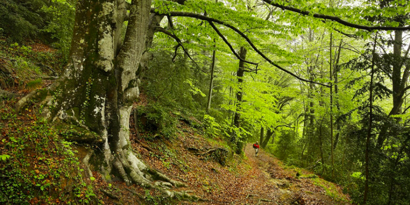 Bosc de la Grevolosa Bosc de la Grevolosa