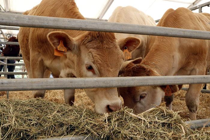 Feria de Santo Isidre de Solsona Feria de Santo Isidre de Solsona