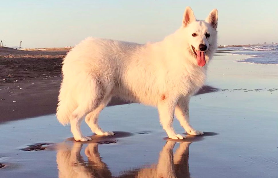 Molts gossos, com el Floc, gaudeixen de la platja. FOTO: Sara Caballé