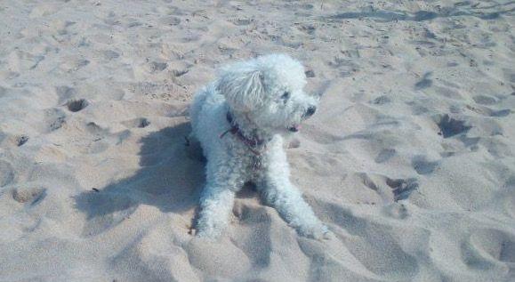 Platges a les que es pot anar amb les nostres mascotes. FOTO: N.E Platges a les que es pot anar amb les nostres mascotes. FOTO: N.E