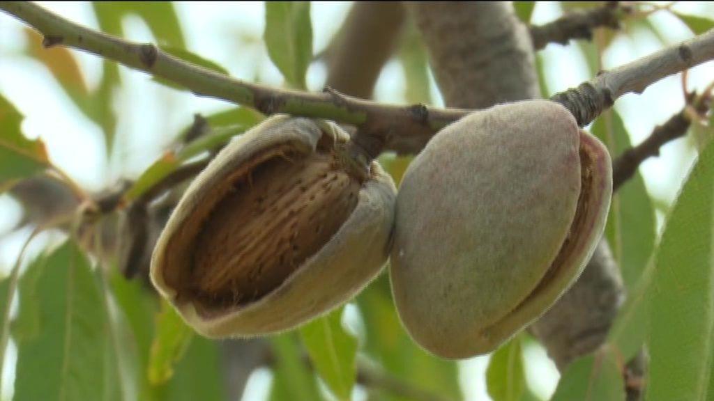 Les ametlles es comencen a collir a l'agost