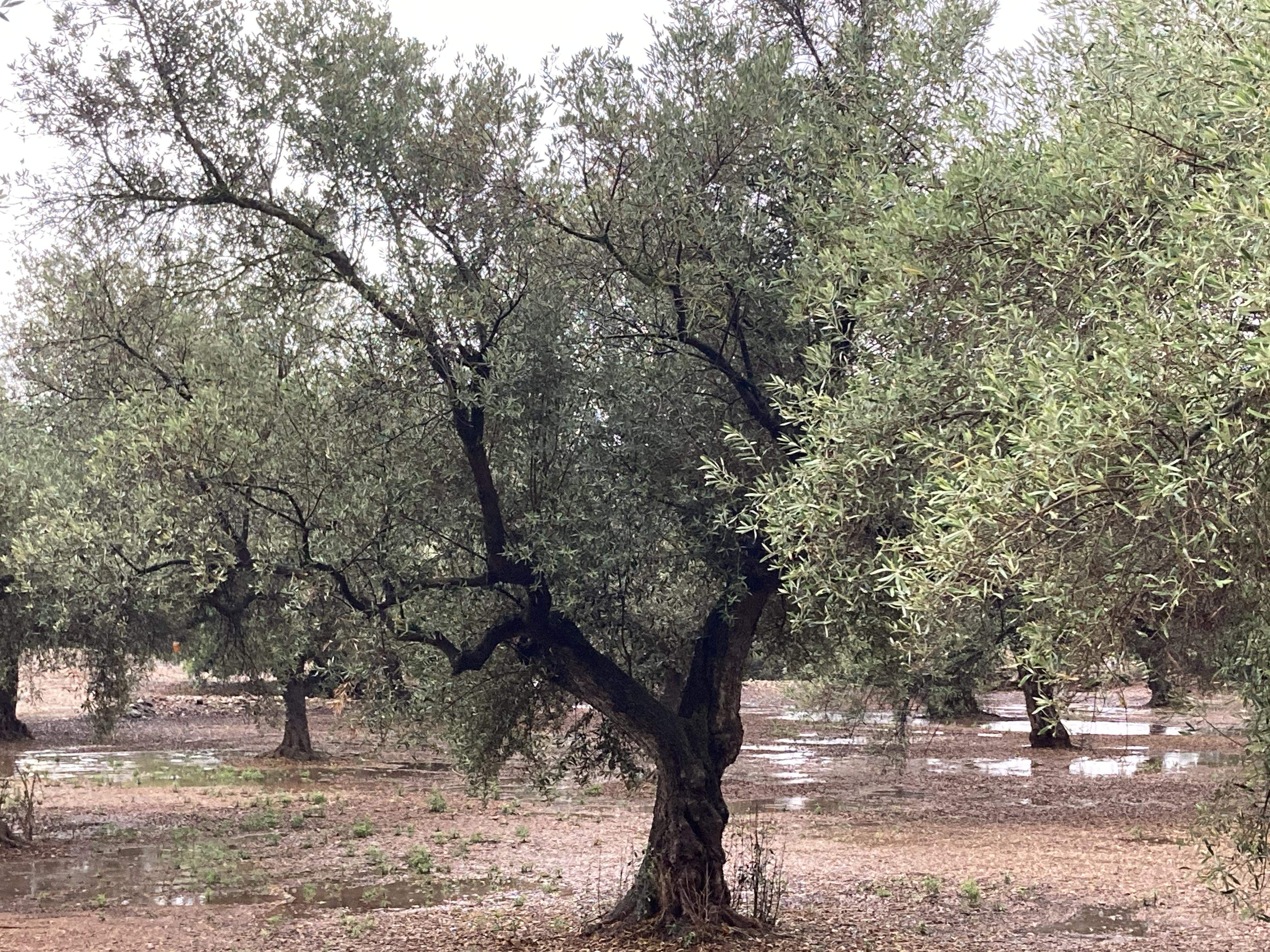 Dice el refrán: "Cuando llueve en septiembre, el otoño bien entra". FOTO: C. Caballé