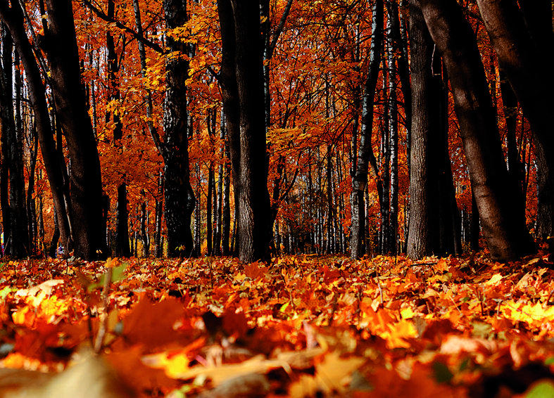 La tardor comença aquest 22 de setembre