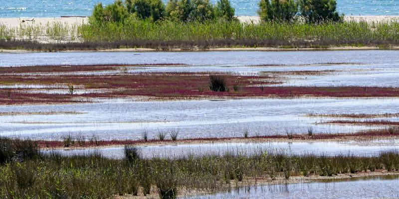 El Prat de Llobregat. Estany de Ca l'Arana. FOTO: Catalunya-Palau Robert