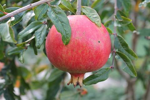 La magrana és un fruit de tardor