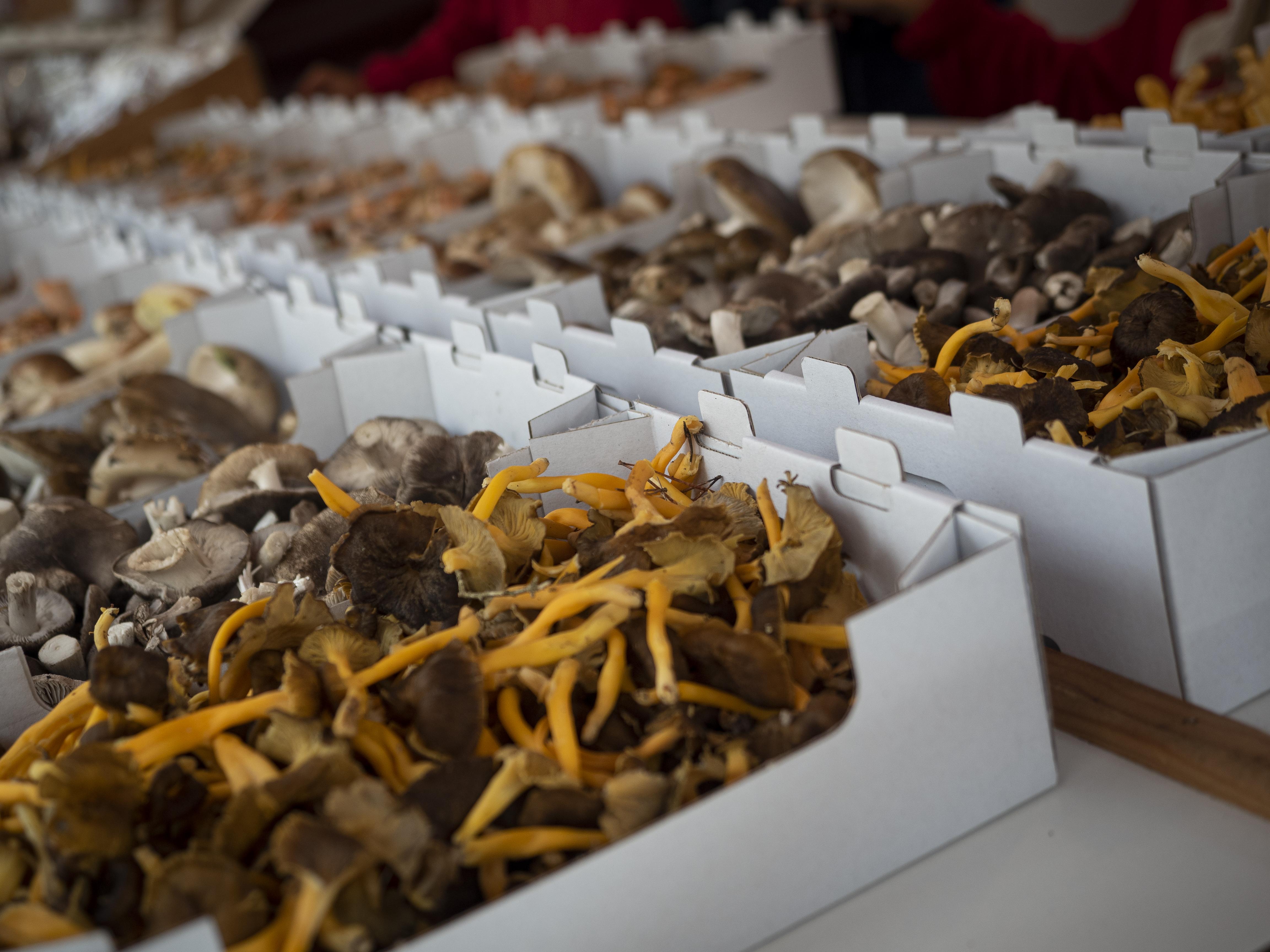 Camagrocs, moixerons, rovellons, ceps... als mercats dell bolet s'hi pot trobar de tot. FOTO: Anna E. Puig