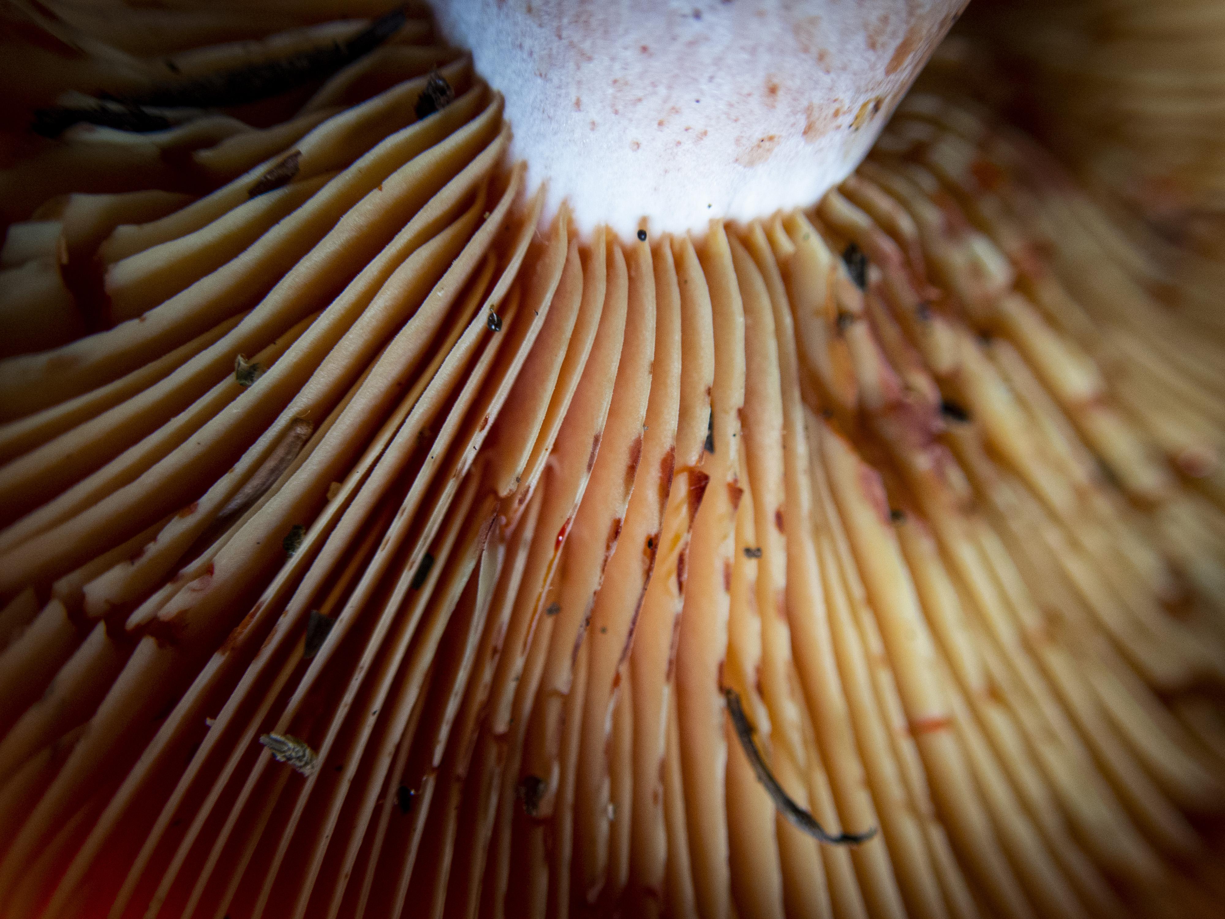 Detall de la pinta d'un rovelló collit als boscos del Berguedà. FOTO: Anna E. Puig