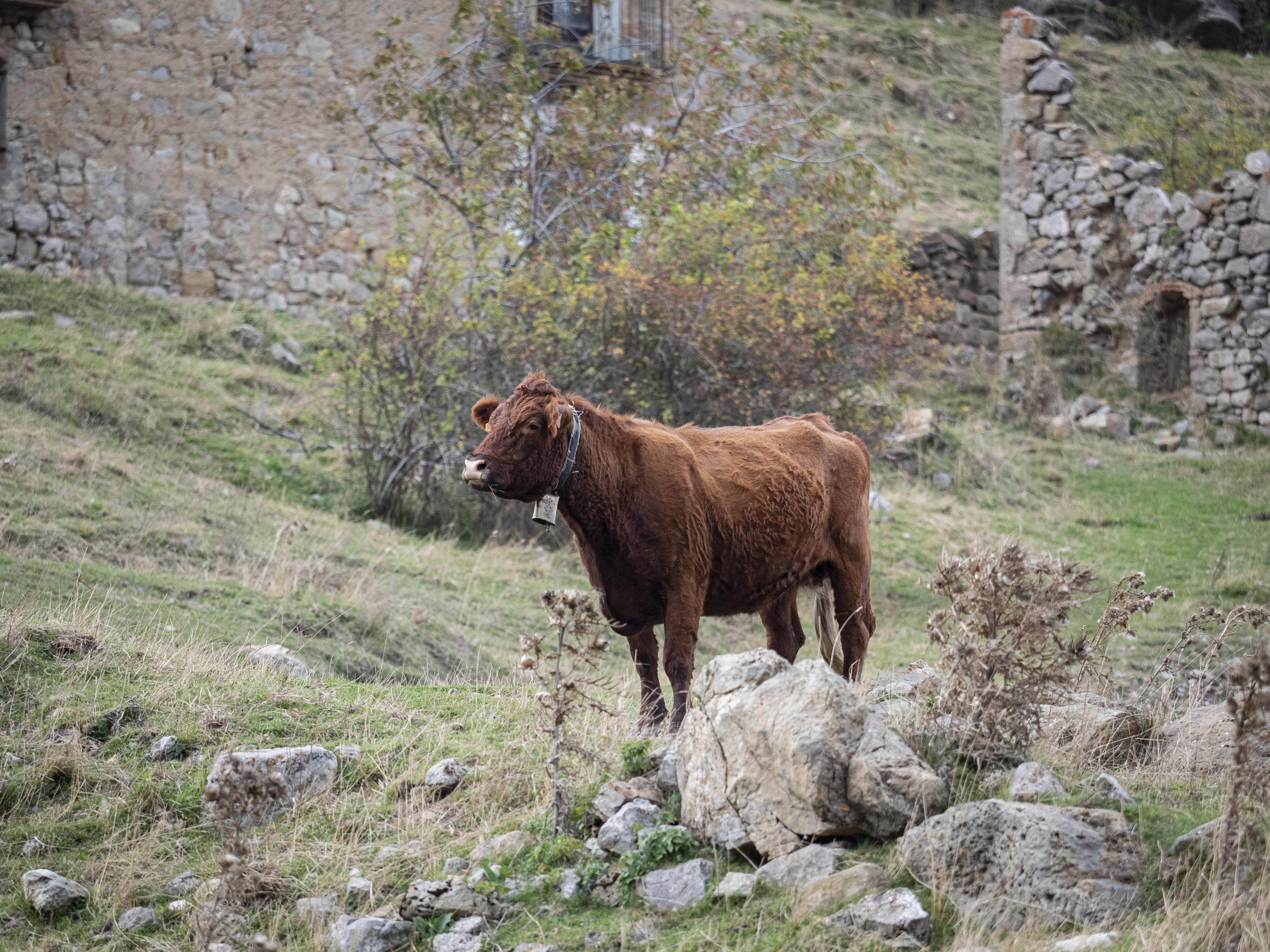 A la zona de Peguera hi ha ramats de pastura. FOTO: Anna E. Puig