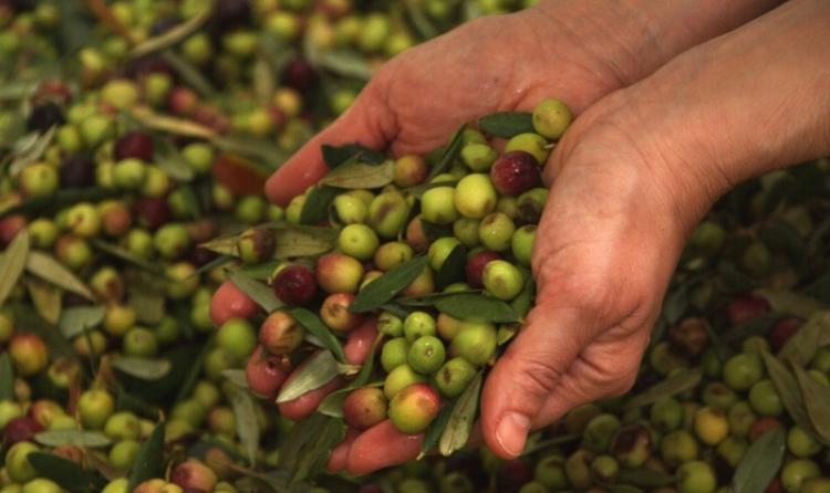 Festa de l'Oli a Piera @viladepiera