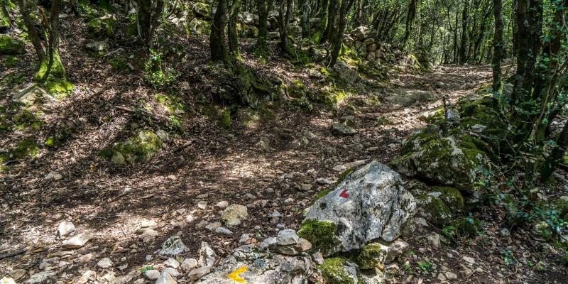 Montagut i Oix. Boscos del Vaquer. FOTO: Catalunya - Palau Robert