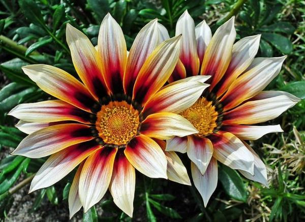 A la primavera arriben les flors que tot ho omplen