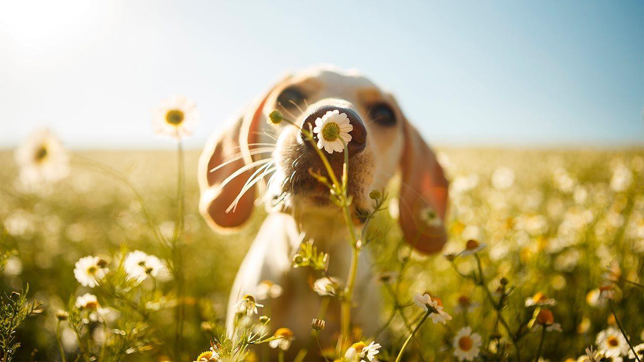 Comença la primavera