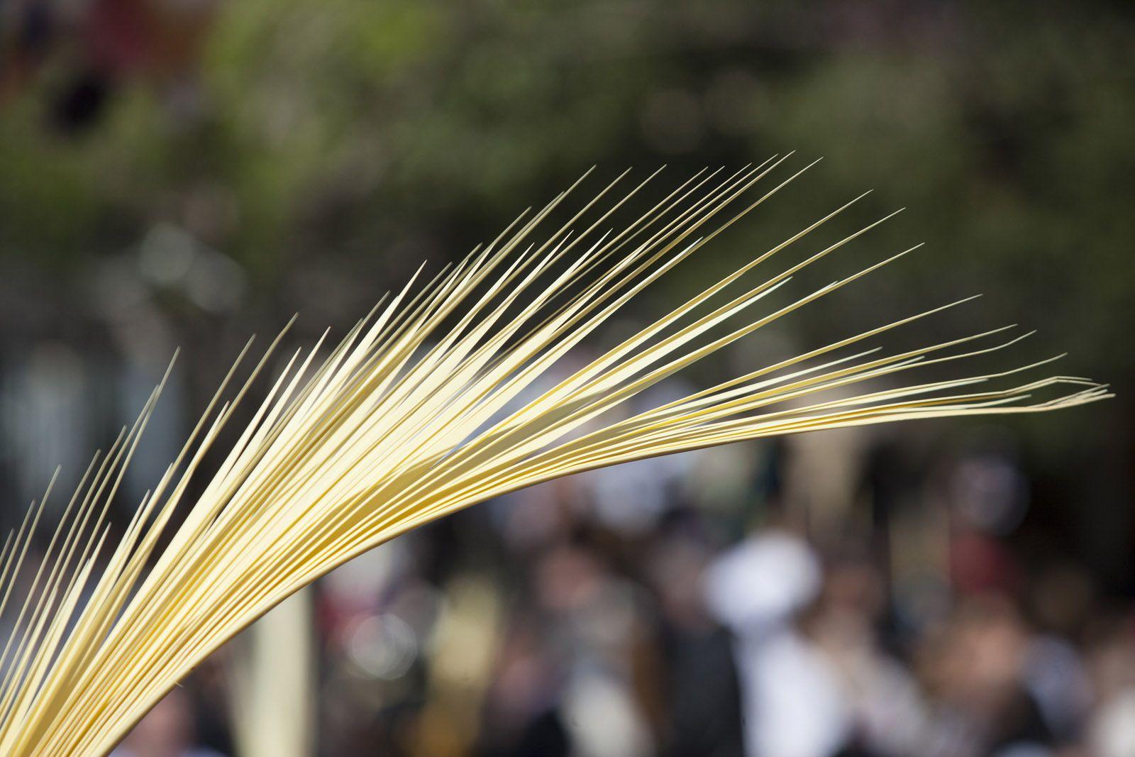 Les palmes i palmons són tota una tradició
