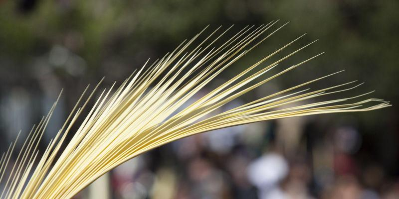 Les palmes i palmons són tota una tradició. FOTO: TOT Sant Cugat Les palmes i palmons són tota una tradició. FOTO: TOT Sant Cugat