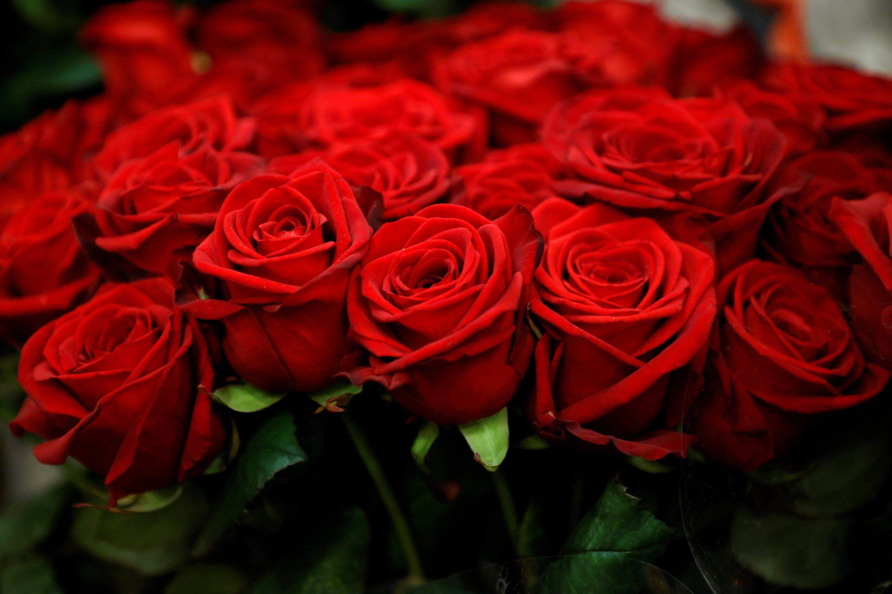 Les roses són un element imprescindible per Sant Jordi Les roses són un element imprescindible per Sant Jordi