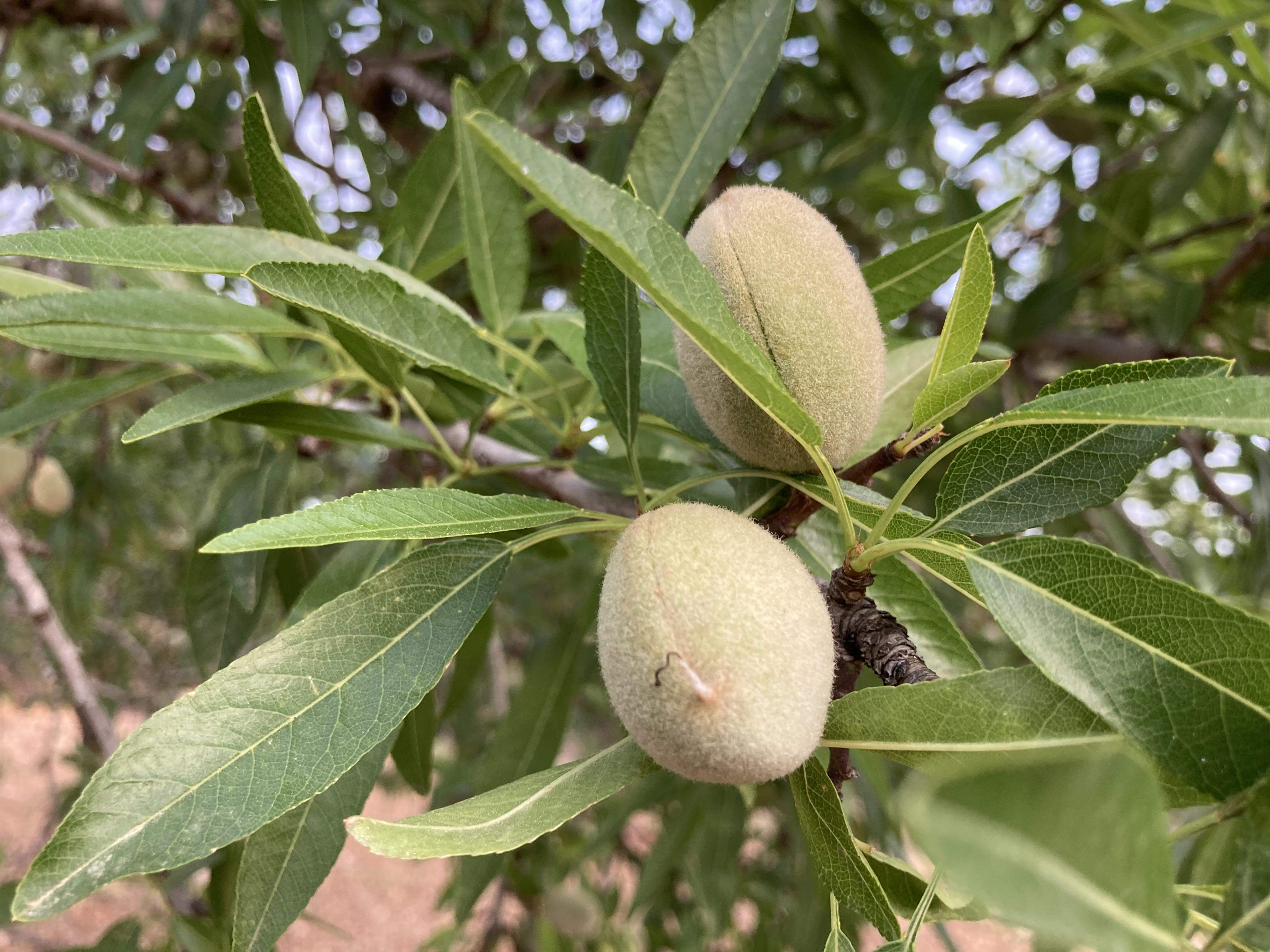 Ametlles a l'arbre. FOTO: C.C.