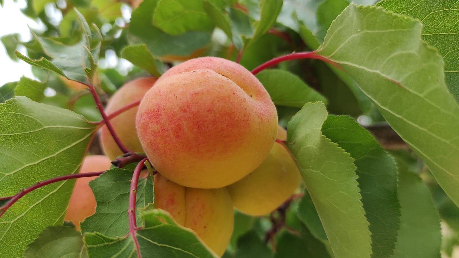 Al mes de juny arriben els albercocs