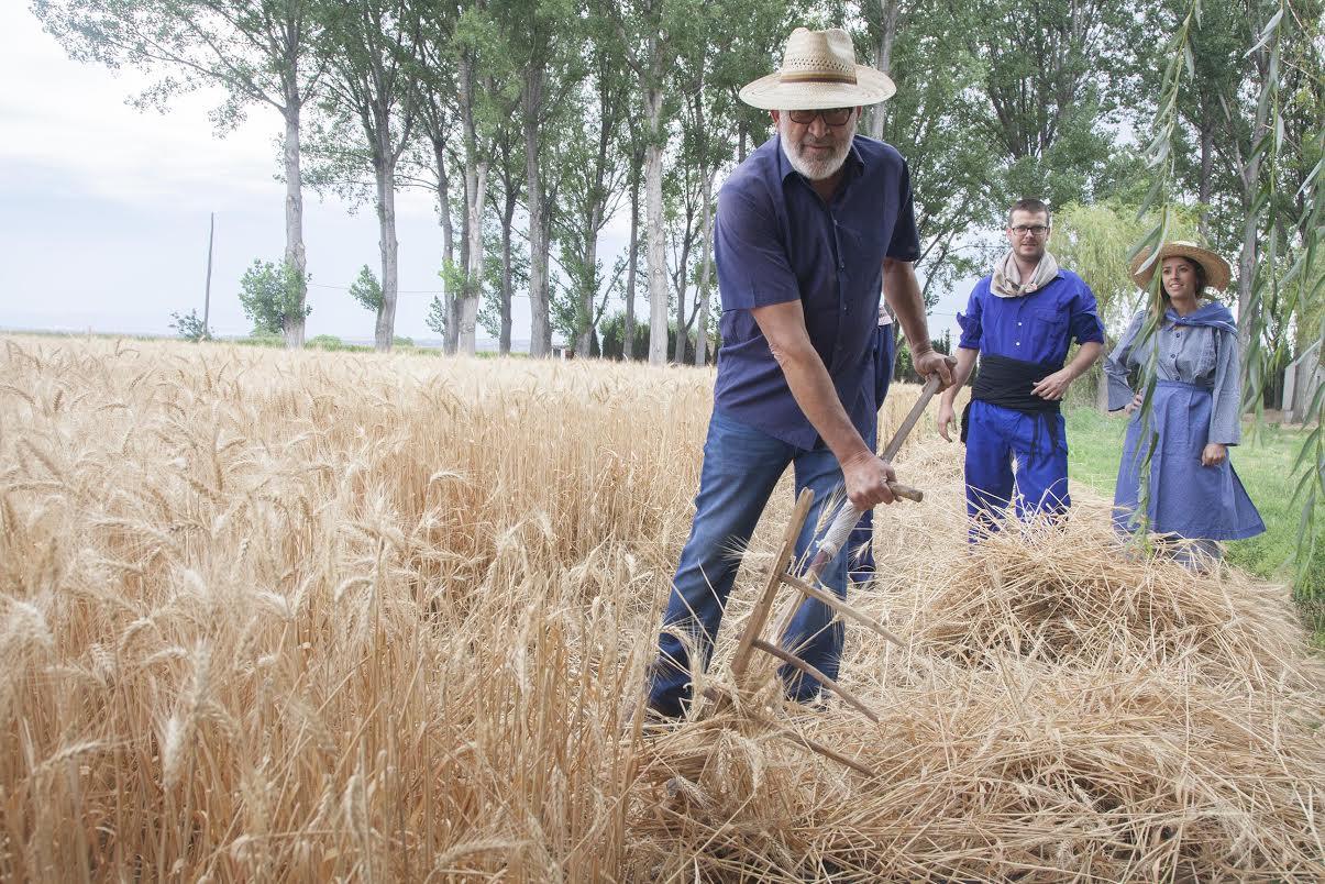 Al juny arriba el moment de segar els camps