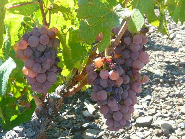 Per la Maria d'agost madura la vinya