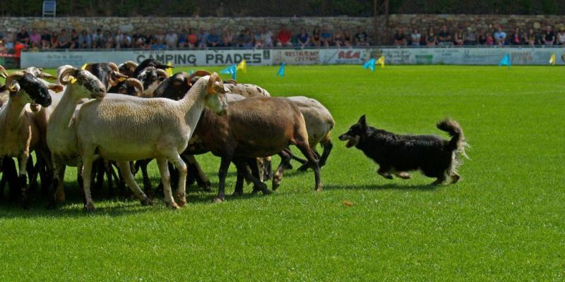 Concurs internacional de gossos d'atura de Prades Concurs internacional de gossos d'atura de Prades