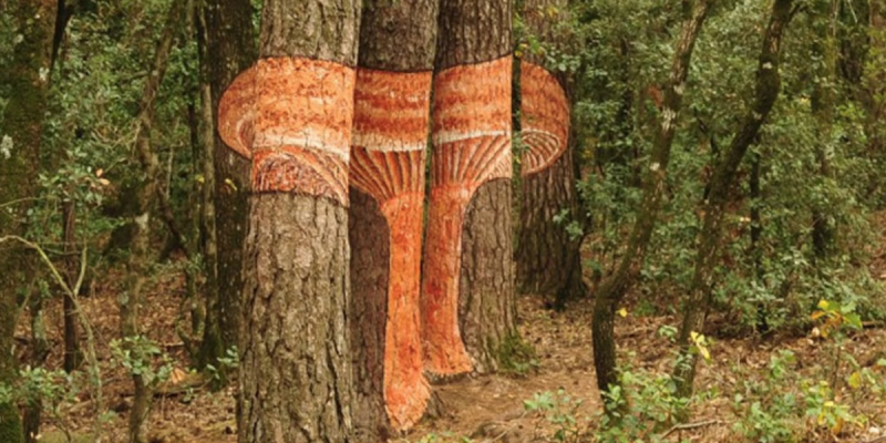Bosc Pintat de Poblet Bosc Pintat de Poblet