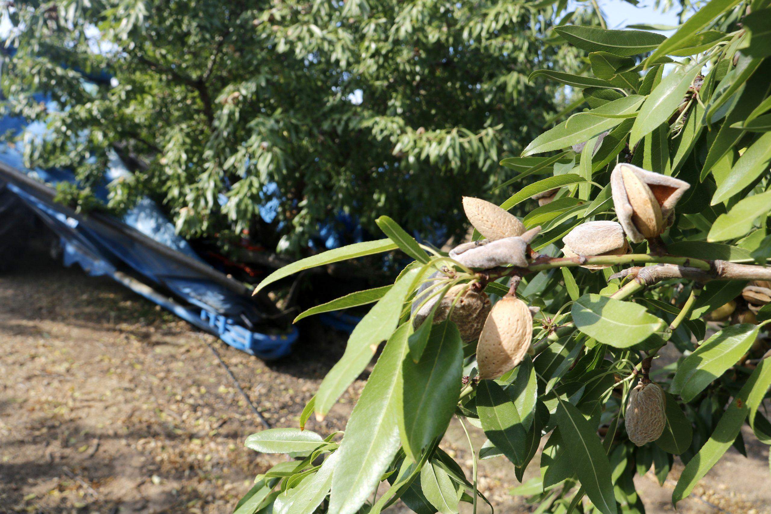 Pel setembre, a collir ametlles