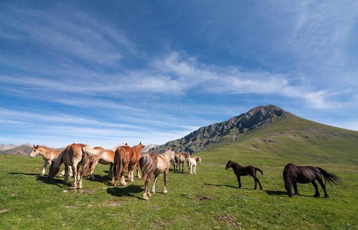 Fira Ramadera de la Pobleta de Bellveí FOTO Turisme Catalunya