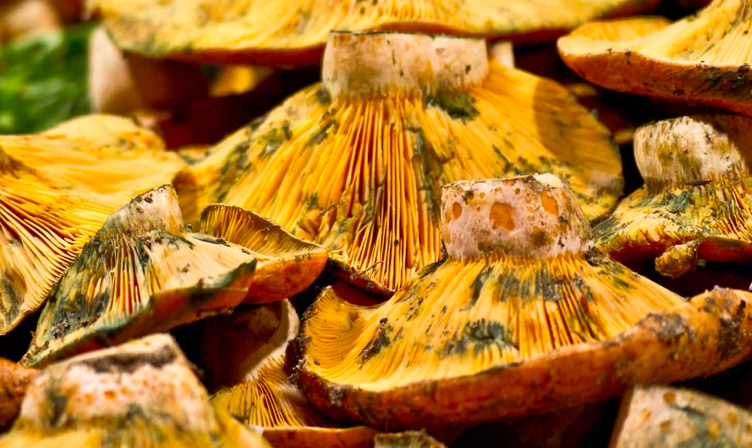 És temps de rovellons