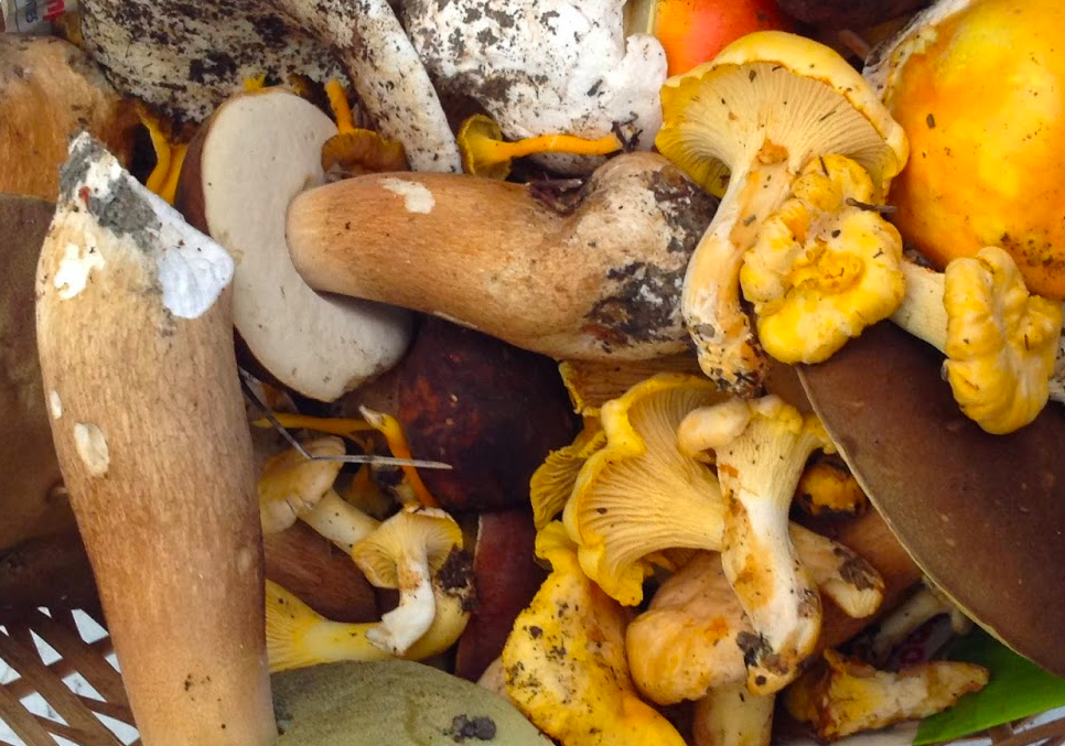 Bolets per a tots els gustos