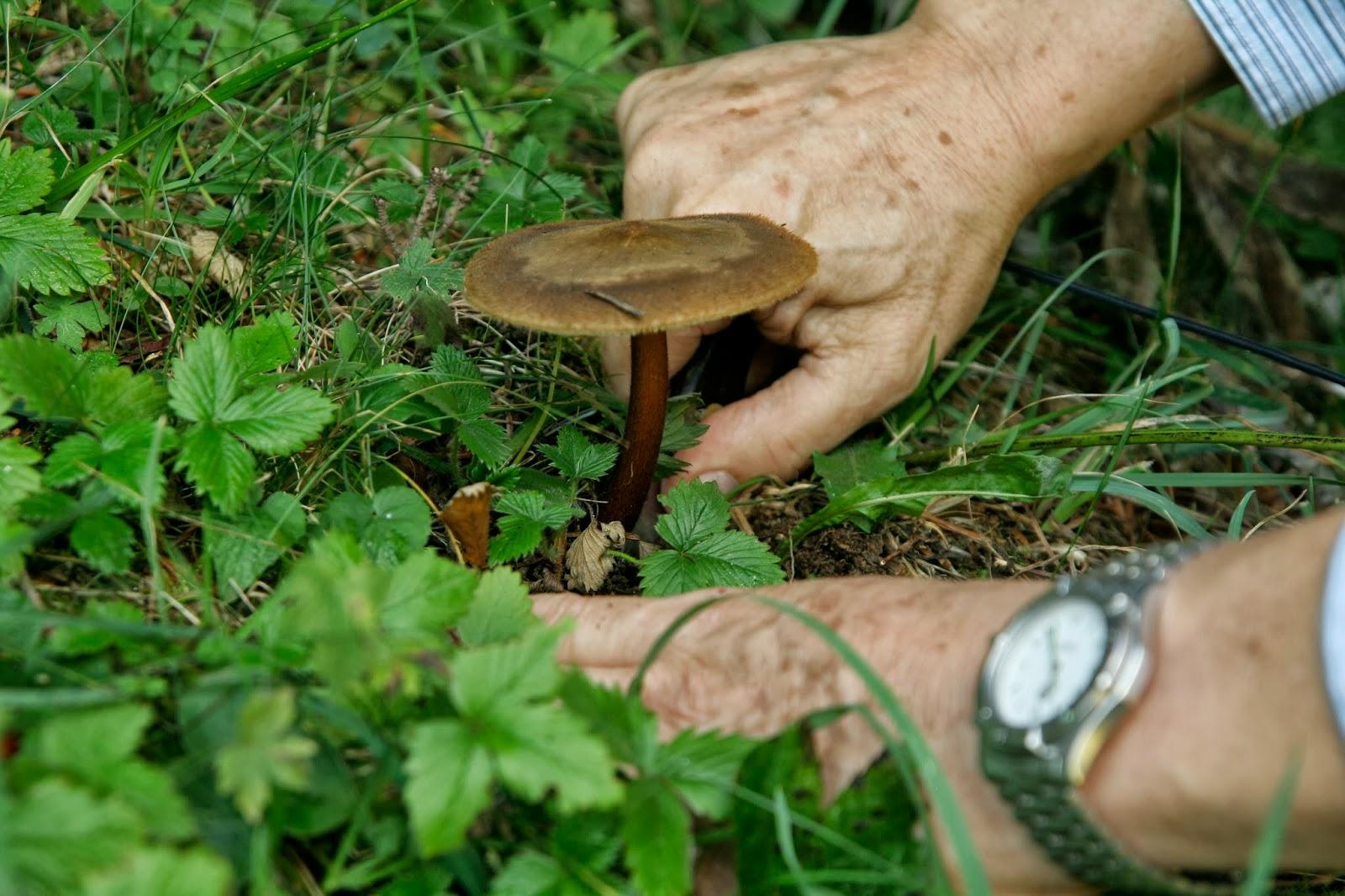 Collir bolets correctament FOTO Societat Catalana de Micologia