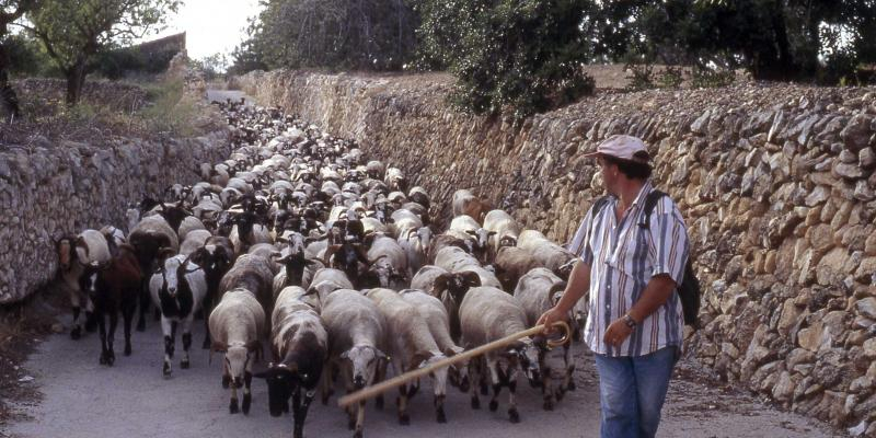 Festa de la Transhumància a Santa Margarida i els Monjos