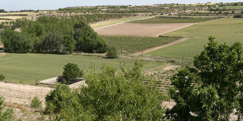 Verdú. El pla de la Ruda solcat pel camí de Tàrrega. FOTO: Catalunya-Palau Robert