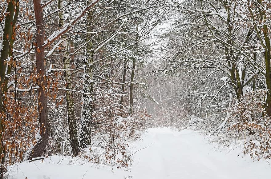 Pel desembre gelades i nevades i llargues matinades