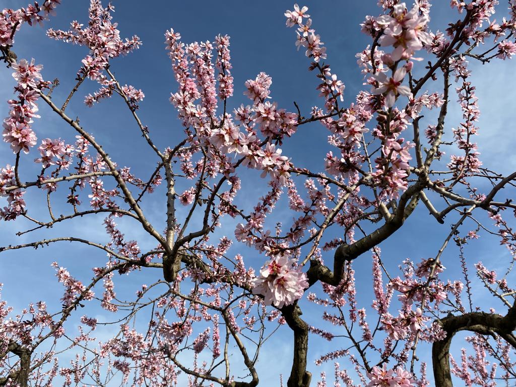 Al febrer trau flor l'ametller Al febrer trau flor l'ametller