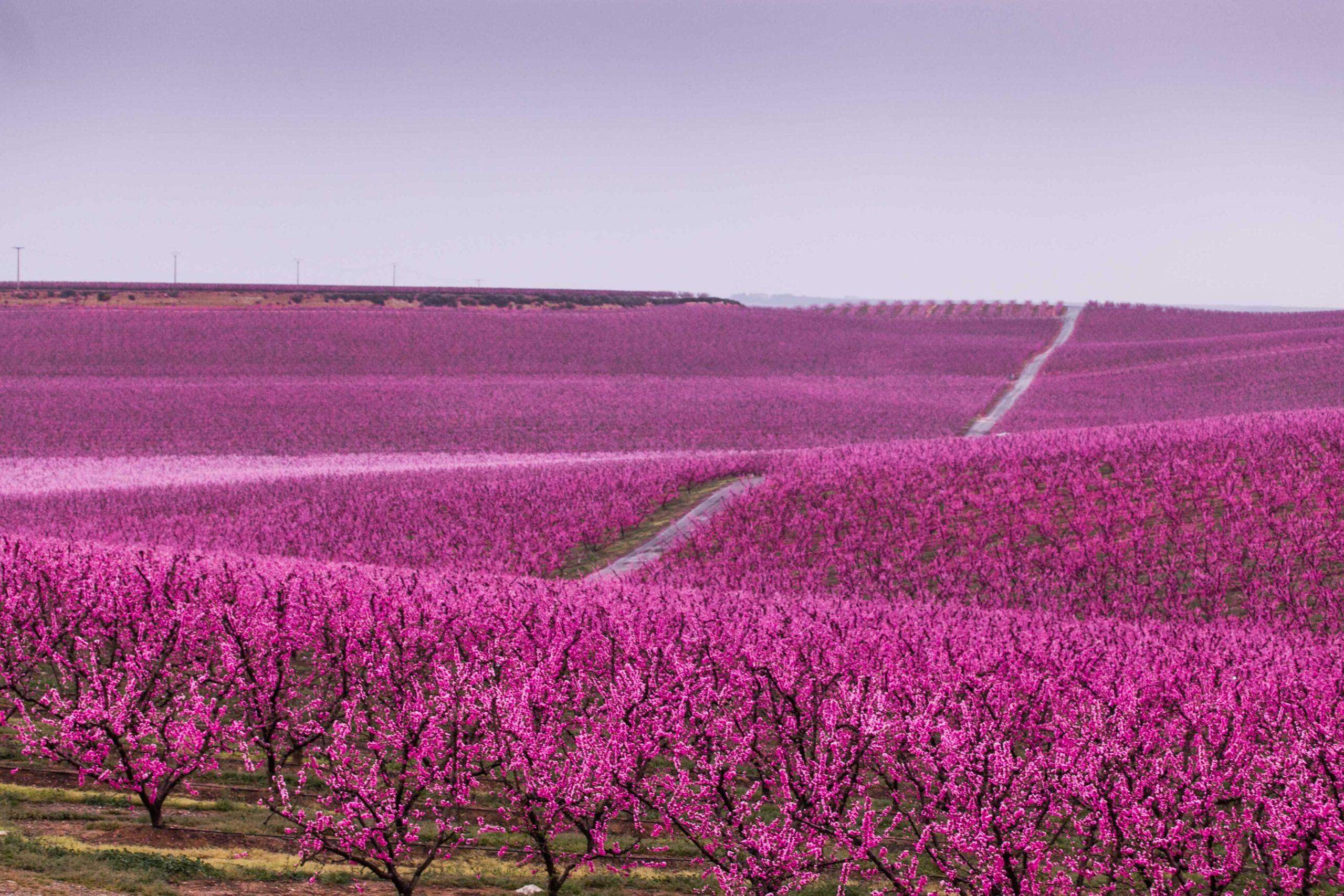 Ruta de la floració a l'Aiguabarreig FOTO Ara Lleida Ruta de la floració a l'Aiguabarreig FOTO Ara Lleida