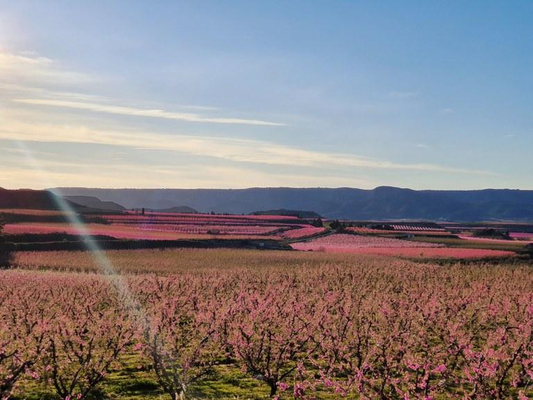 Ruta de la floració a l'Aiguabarreig. La Floració a Escarp FOTO Ajuntament de la Granja d'Escarp Ruta de la floració a l'Aiguabarreig. La Floració a Escarp FOTO Ajuntament de la Granja d'Escarp
