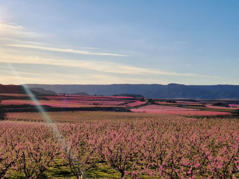 Ruta de la floració a l'Aiguabarreig. La Floració a Escarp FOTO Ajuntament de la Granja d'Escarp