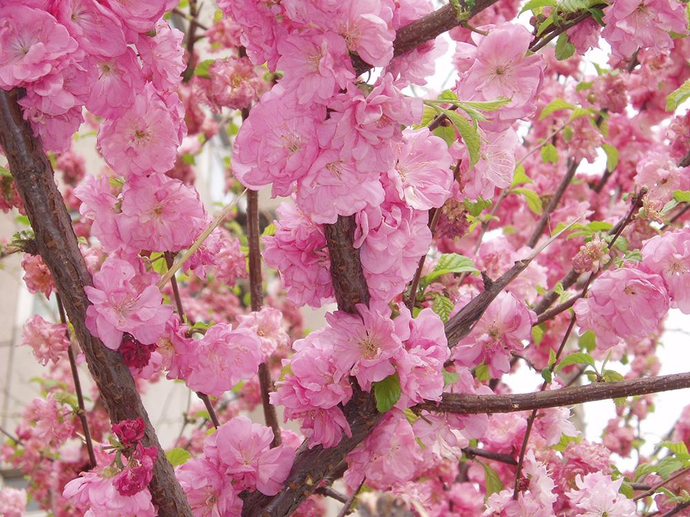 Comença la primavera Comença la primavera