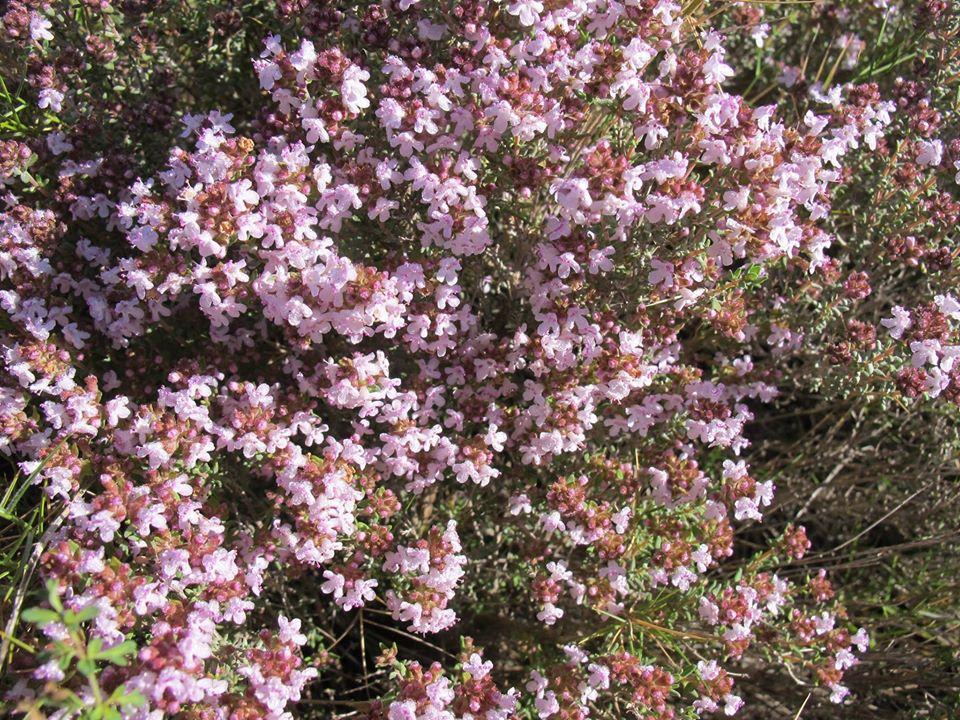 La tradició diu que per Divendres Sant és el moment de collir la farigola dels camps