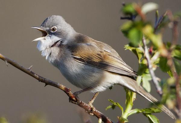 Els ocells tornen a cantar, la primavera acaba d'arribar. Els ocells tornen a cantar, la primavera acaba d'arribar.