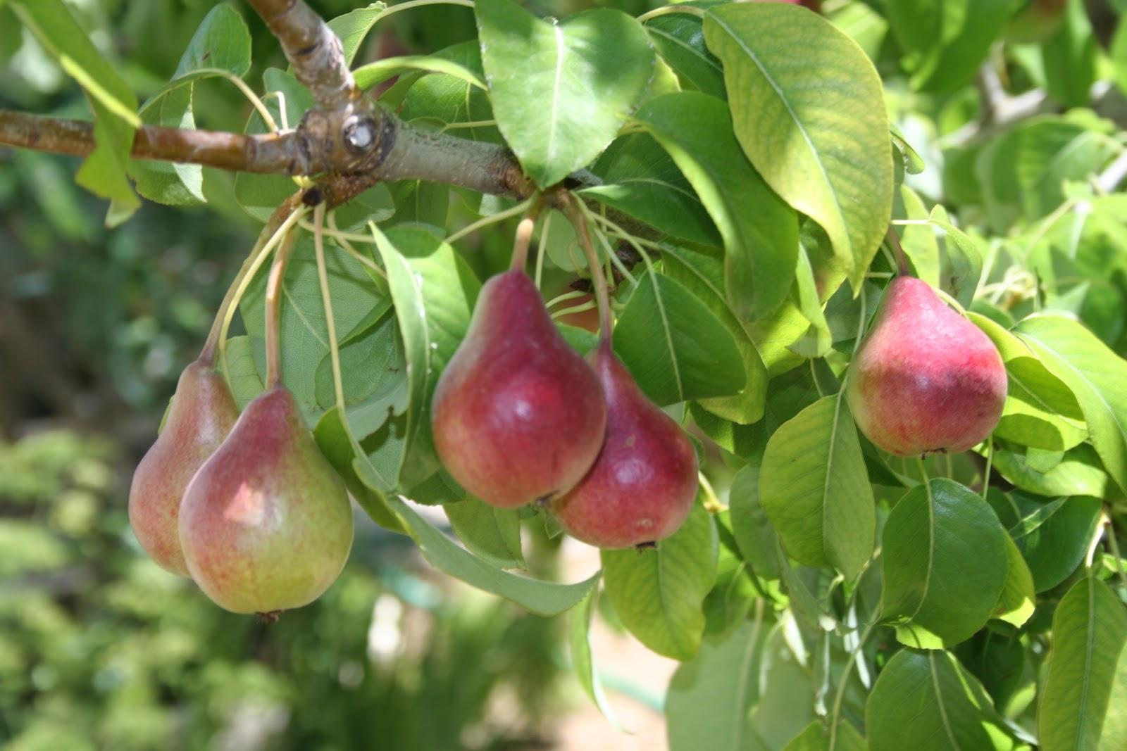 El juny la madura i el juliol porta la fruita El juny la madura i el juliol porta la fruita