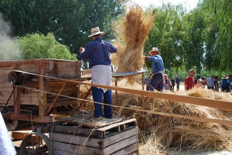 Festa del Segar i Batre de la Fuliola FOTO Ajuntament de Fuliola