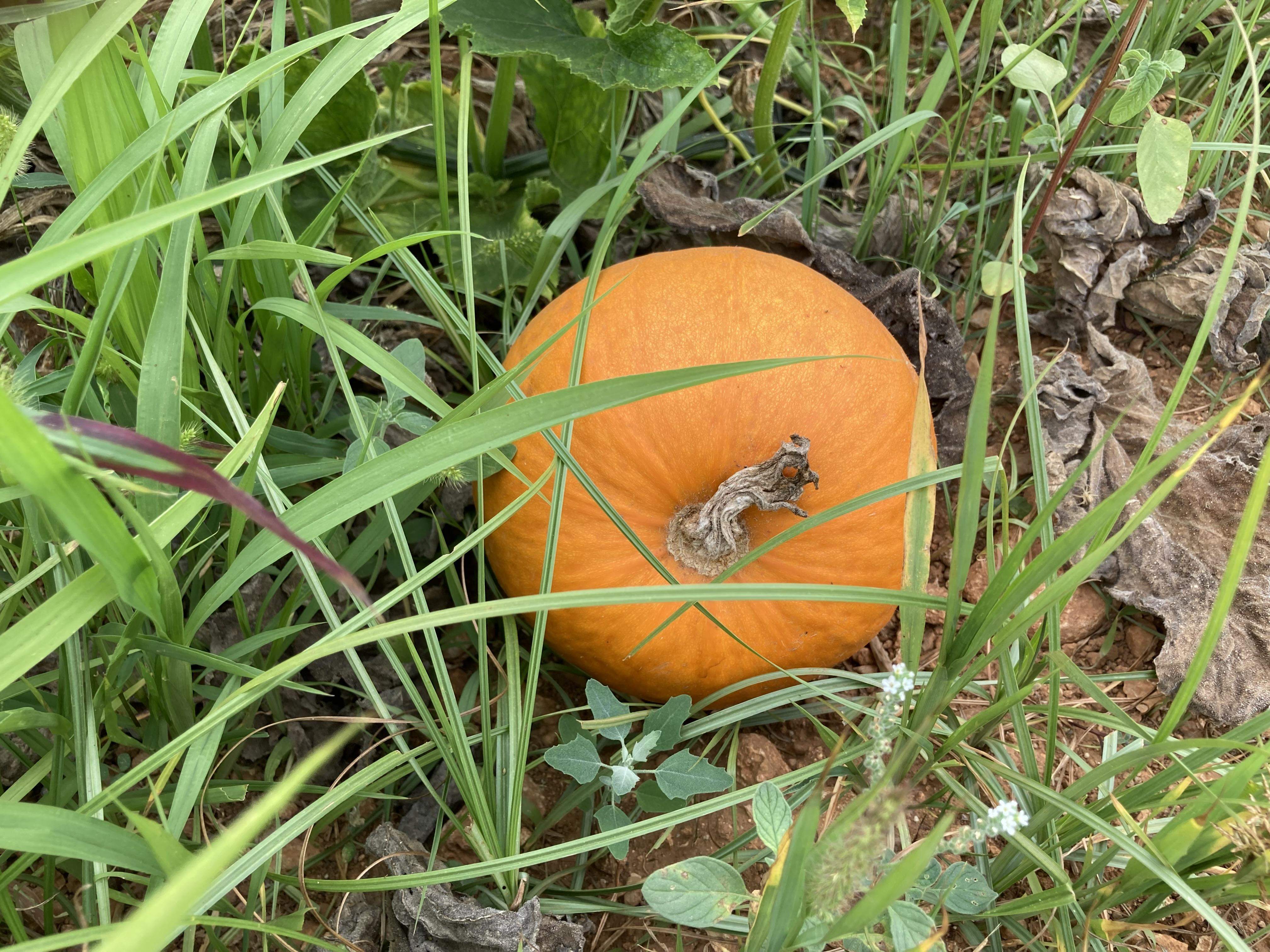 Sant Jaume destapa la carbassa. FOTO: K. Valín