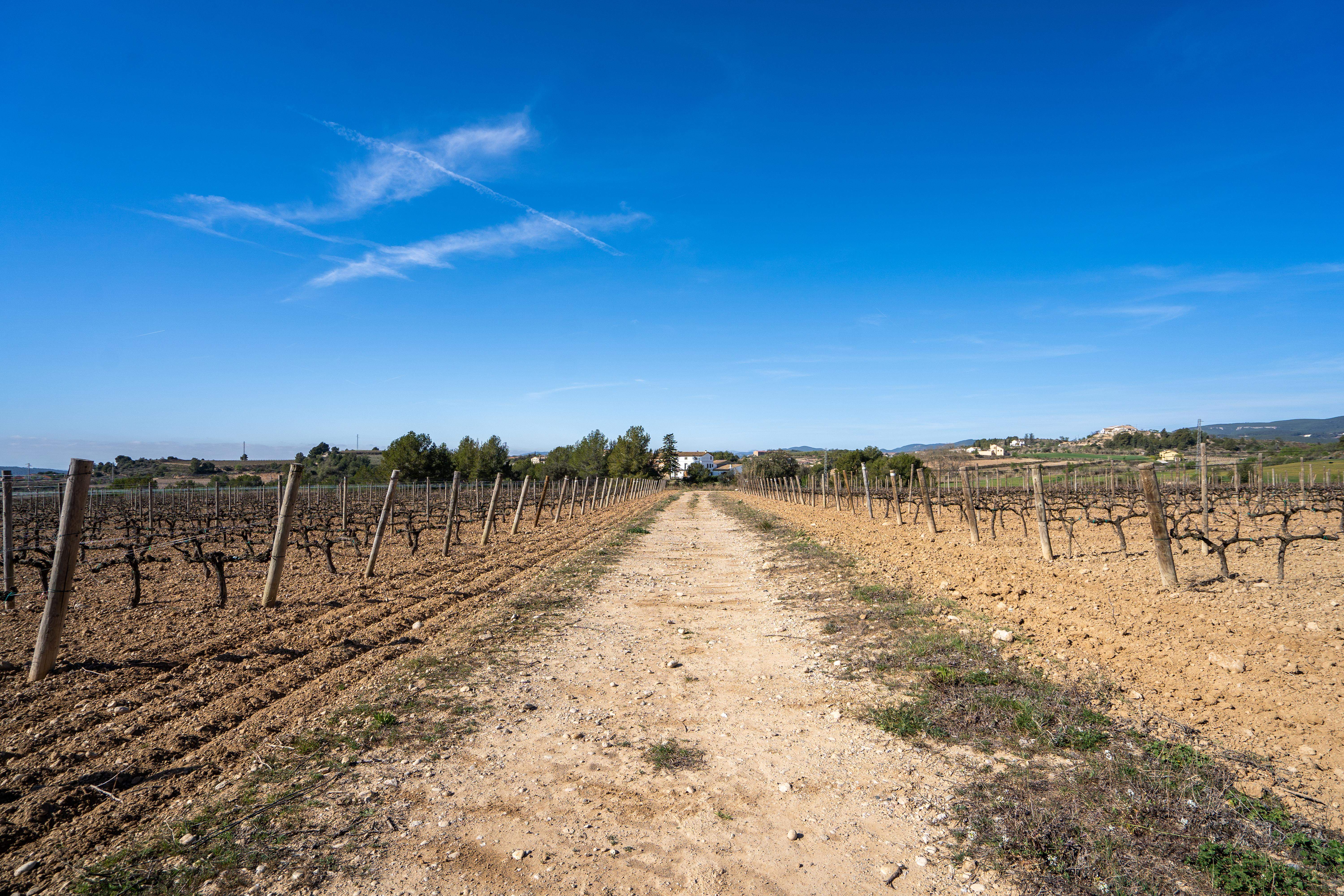 Ruta del Vi Ruta del Vi